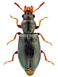 Colposis mutilatus (Beck, 1817)