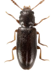 Lissodema cursor (Gyllenhal, 1813)
