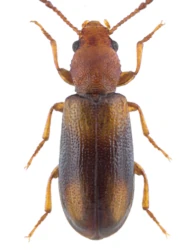 Lissodema denticollis (Gyllenhal, 1813)