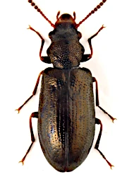 Rabocerus foveolatus (Ljungh, 1823)