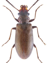 Rabocerus gabrieli (Gerhardt, 1901)