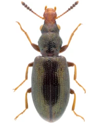 Salpingus planirostris (Fabricius, 1787)
