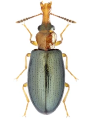 Salpingus ruficollis (Linnaeus, 1760)
