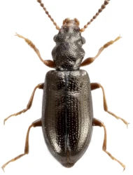 Sphaeriestes aeratus (Mulsant, 1859)