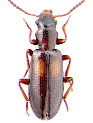 Sphaeriestes bimaculatus (Gyllenhal, 1810)