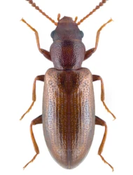 Sphaeriestes castaneus (Panzer, 1796)