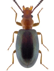 Vincenzellus ruficollis (Panzer, 1794)