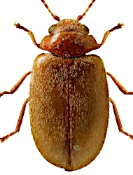 Contacyphon laevipennis (Tournier, 1868)