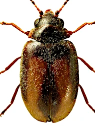 Contacyphon padi (Linnaeus, 1758)