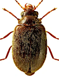 Contacyphon palustris (C.G. Thomson, 1855)