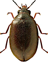 Contacyphon punctipennis (Sharp, 1872)