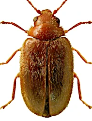 Contacyphon ruficeps (Tournier, 1868)