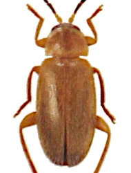 Elodes elongatus (Tournier, 1868)