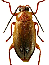 Elodes johni (Klausnitzer, 1975)