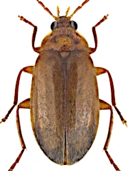 Elodes minutus (Linnaeus, 1767)