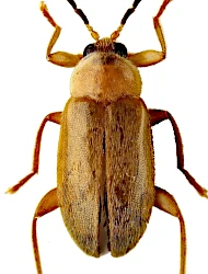 Elodes tricuspis (Nyholm, 1985)