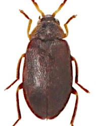 Odeles gredleri (Kiesenwetter, 1863)