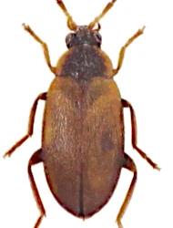 Odeles hausmanni (Gredler, 1857)