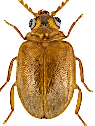 Prionocyphon serricornis (P.W.J. Müller, 1821)