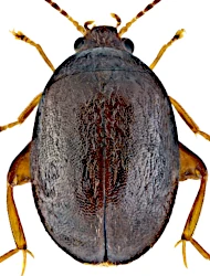 Scirtes hemisphaericus (Linnaeus, 1758)