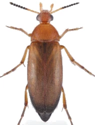 Anaspis (Nassipa) flava (Linnaeus, 1758)