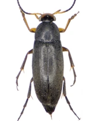 Anaspis (Anaspis) frontalis (Linnaeus, 1758)