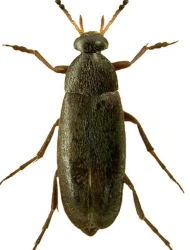 Anaspis (Nassipa) melanostoma (A. Costa, 1854)