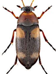 Anaspis (Silaria) quadrimaculata (Gyllenhal, 1817)