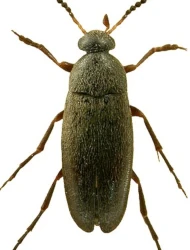 Anaspis (Nassipa) rufilabris (Gyllenhal, 1827)