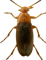 Anaspis (Anaspis) thoracica (Linnaeus, 1758)