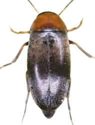 Anaspis (Silaria) varians varians (Mulsant, 1856)