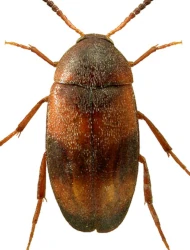 Cyrtanaspis phalerata (Germar, 1847)