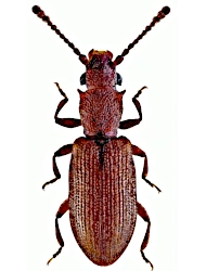 Silvanoprus fagi (Guérin-Méneville, 1844), 2.4 - 2.9 mm