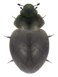 Sphaerius acaroides (Waltl, 1838), 0,5 - 1,2 mm