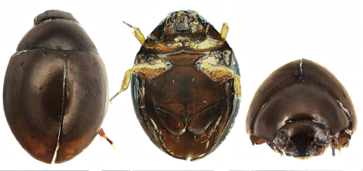 Sphaerius minutus sp. n.