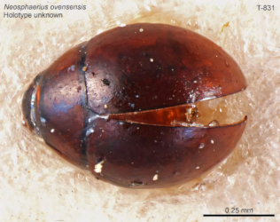 Sphaerius ovensensis (Oke, 1954)