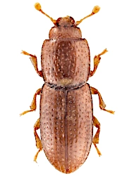 Anommatus reitteri (Ganglbauer, 1899), 1,6 - 1,8 mm