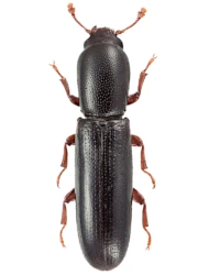 Teredus cylindricus (A. G. Olivier, 1790), 3,5 - 4,5 mm