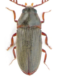 Aulonothroscus laticollis (Rybiński, 1897)