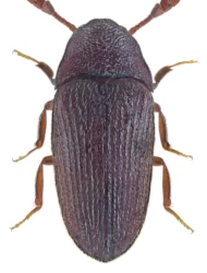 Trixagus dermestoides (Linnaeus, 1767)