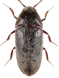 Trixagus exul (Bonvouloir, 1859)