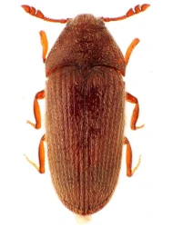 Trixagus leseigneuri (Muona, 2002)