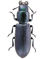 Temnoscheila caerulea (A. G. Olivier, 1790), 11 - 18 mm