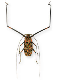 Acrocinus longimanus Acrocinus longimanus