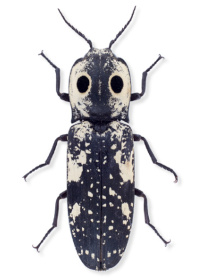 Alaus zunianus Alaus zunianus