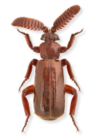Arthropterus wilsoni Arthropterus wilsoni