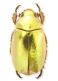 Chrysina resplendens Chrysina resplendens