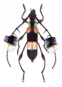 Cosmisoma ammiralis Cosmisoma ammiralis