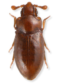 Crowsoniella relicta Crowsoniella relicta