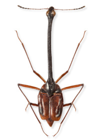 Diatelium wallacei Diatelium wallacei